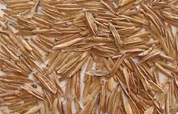 Indian Telicherry Bark