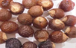 Soapnut