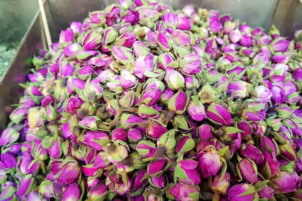 سعر شراء وردة محمدي داراب + مبيعات خاصة