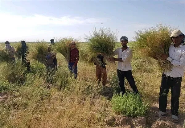 دعوت به همکاری و خرید خاکشیر از کشاورزان
