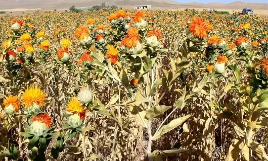 خریداری گیاه گلرنگ از کشاورز