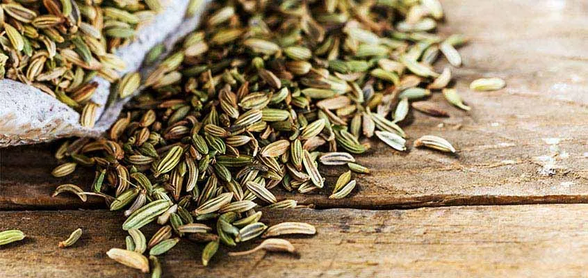 خریداری رازیانه از کشاورز و دعوت به همکاری
