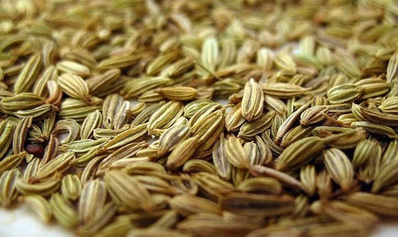 خرید زیره سبز از کشاورز