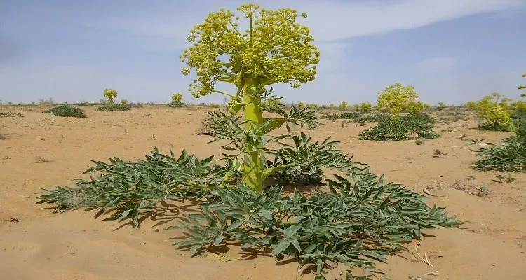 نحوه خرید آنغوزه از کشاورز