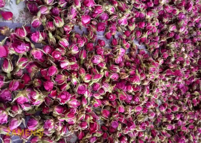 خرید غنچه گل محمدی داراب