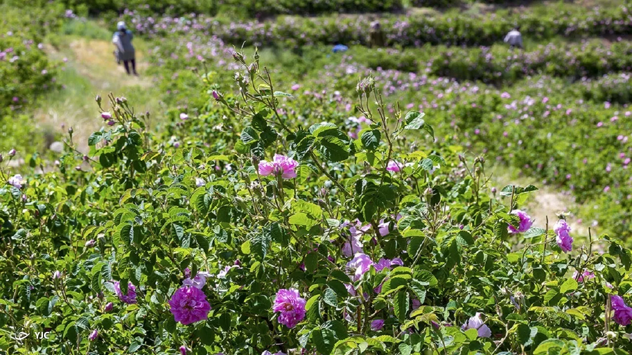 خرید انواع غنچه گل محمدی داراب