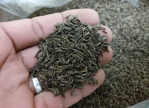خرید زیره سیاه
