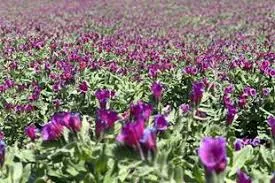 خرید عمده گل گاو زبان