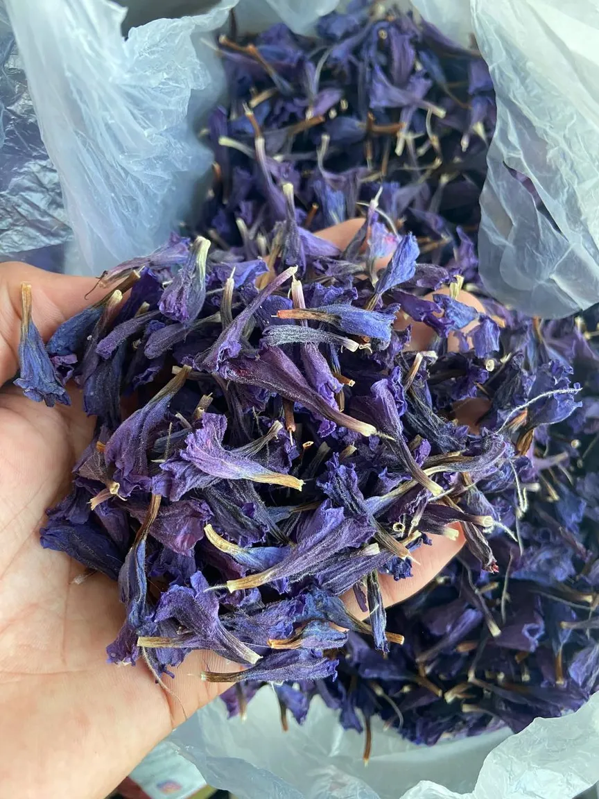 خرید گل گاوزبان امساله مازندران