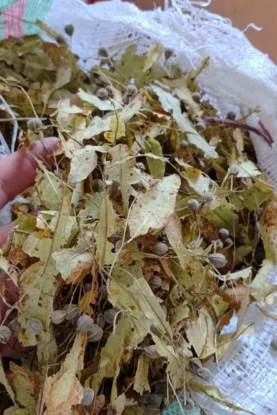 خرید زیرفون خشک شده از کشاورز