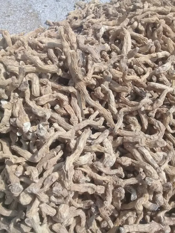 پخش عمده گیاه شقاقل خشک در ایران