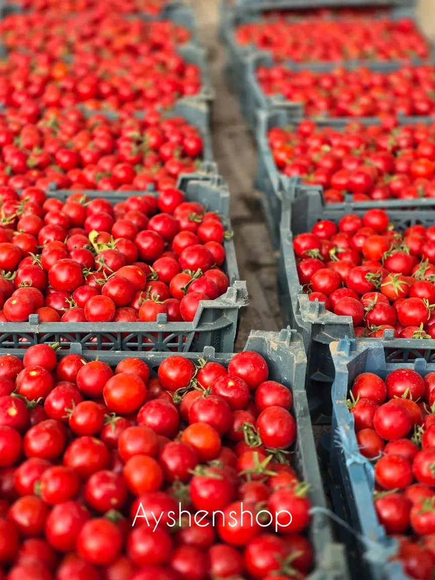 قیمت عمده گوجه خشک گیلاسی آفتابی/سنتی تمیز و یکنواخت