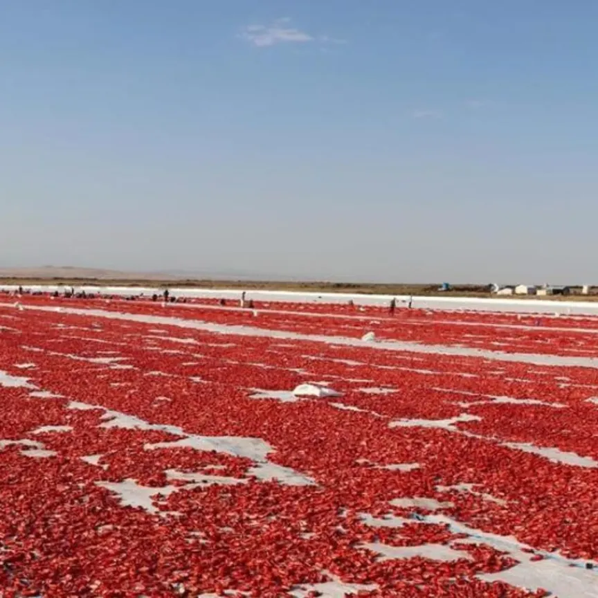 گوجه خشک آفتابی نصفه خرید عمده از کشاورز