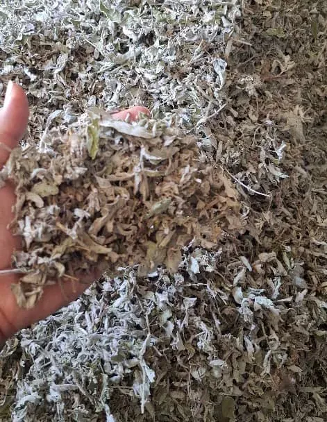 خرید پونه کوهی عمده + کیلویی