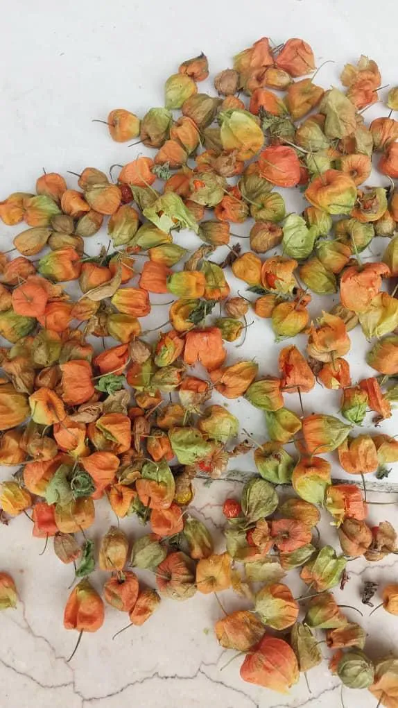 قیمت عروسک پشت پرده عمده + کیلویی