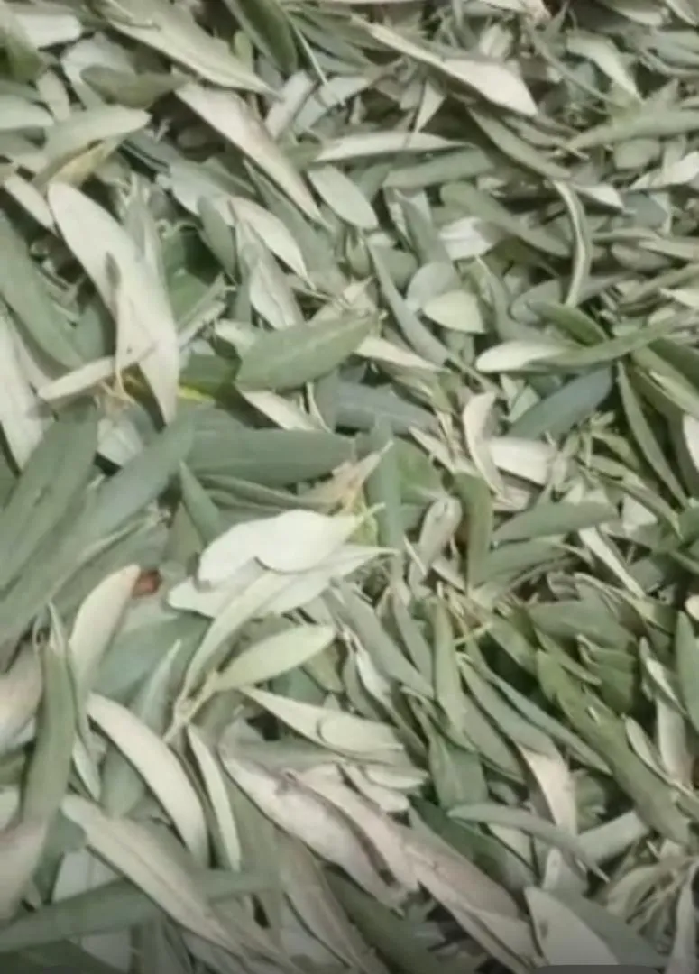 قیمت برگ زیتون خشک شده عمده + کیلویی