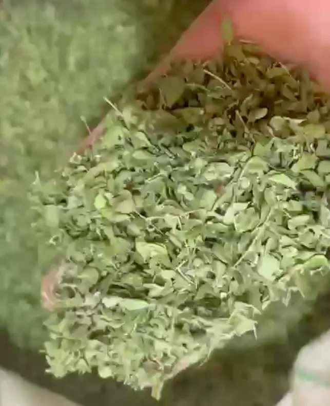 قیمت آویشن شیرازی عمده + کیلویی