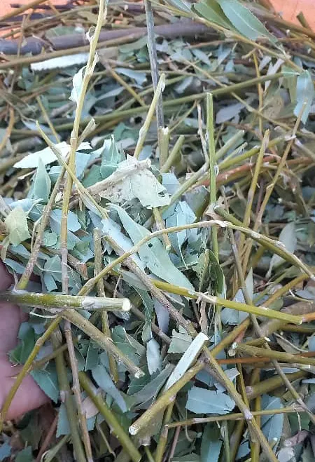 قیمت برگ بید عمده + کیلویی