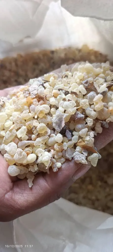 قیمت کندر عمده + کیلویی